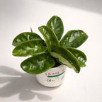 Hoya carnosa 'Krinkle 8' - chocolate scent