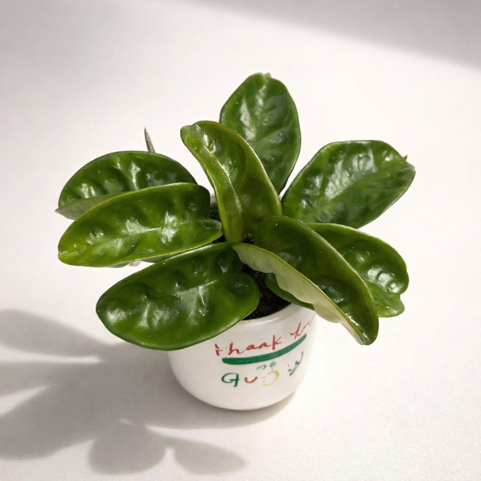 Hoya carnosa 'Krinkle 8' - chocolate scent