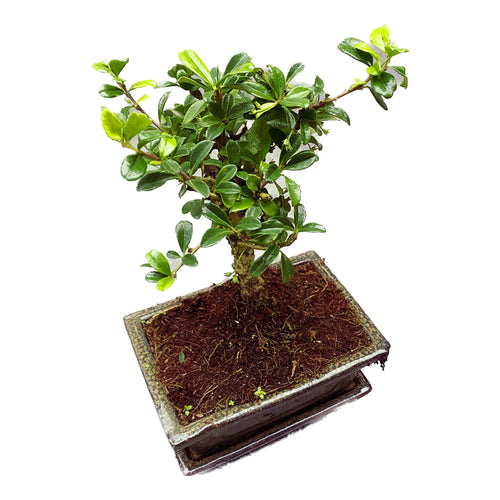 bonsai teebaum Bonsai Carmona – Secret Garden Plant Shop