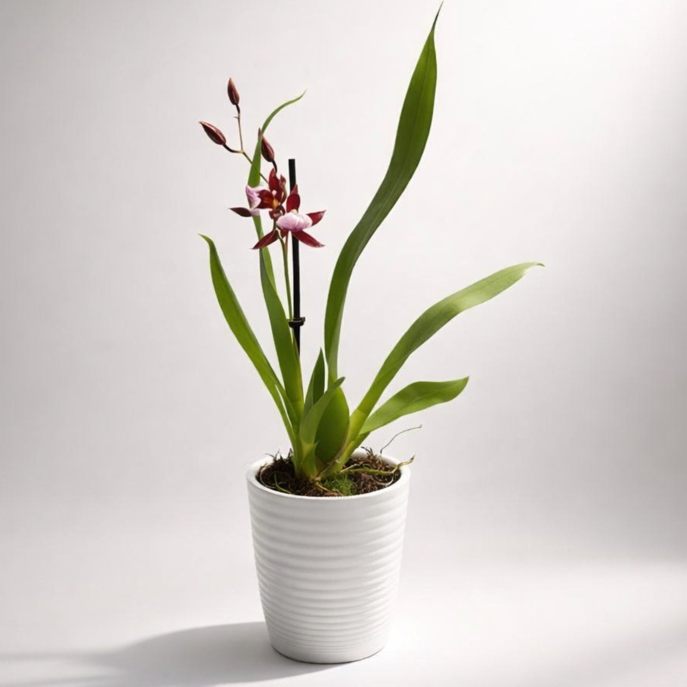 Burrageara Lazio D9 - profumata