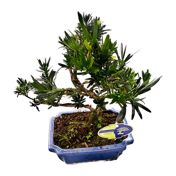 Podocarpus bonsai