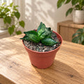 Sansevieria ‘Pyramid Crown’ – kompakte und architektonische Form, perfekt für moderne Dekore