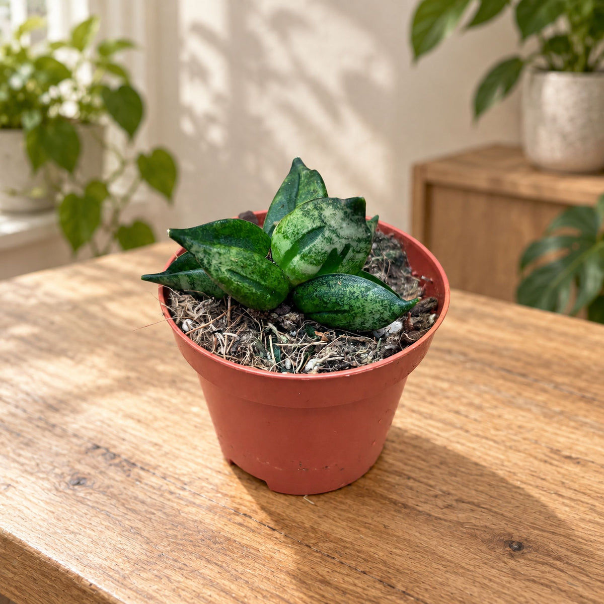 Sansevieria ‘Pyramid Crown’ – compact and architectural shape, perfect for modern decor