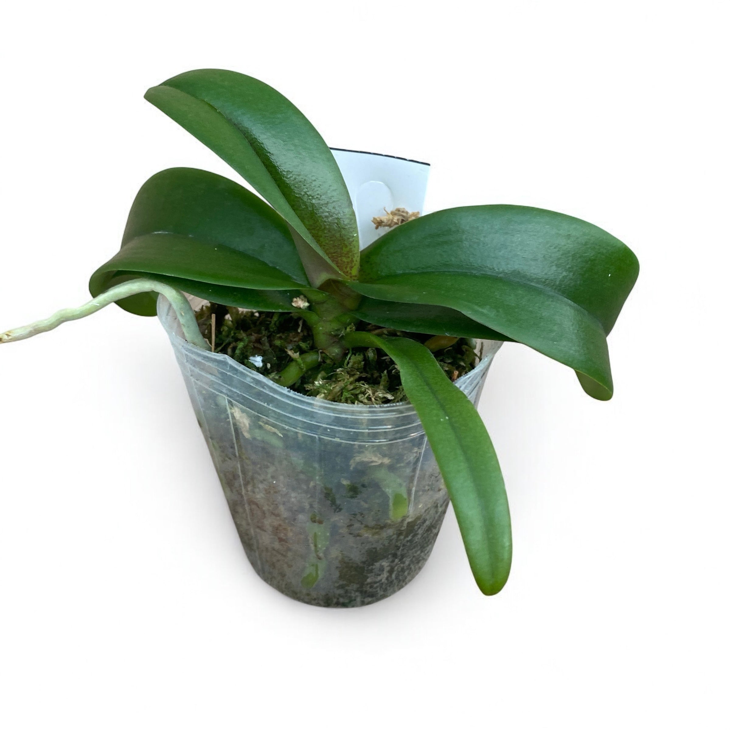 Vandaenopsis Irene Dobkin 'Elmhurst' HCC/AOS