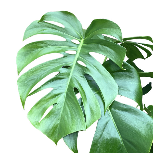 Monstera deliciosa (Swiss cheese plant) D9 2pp
