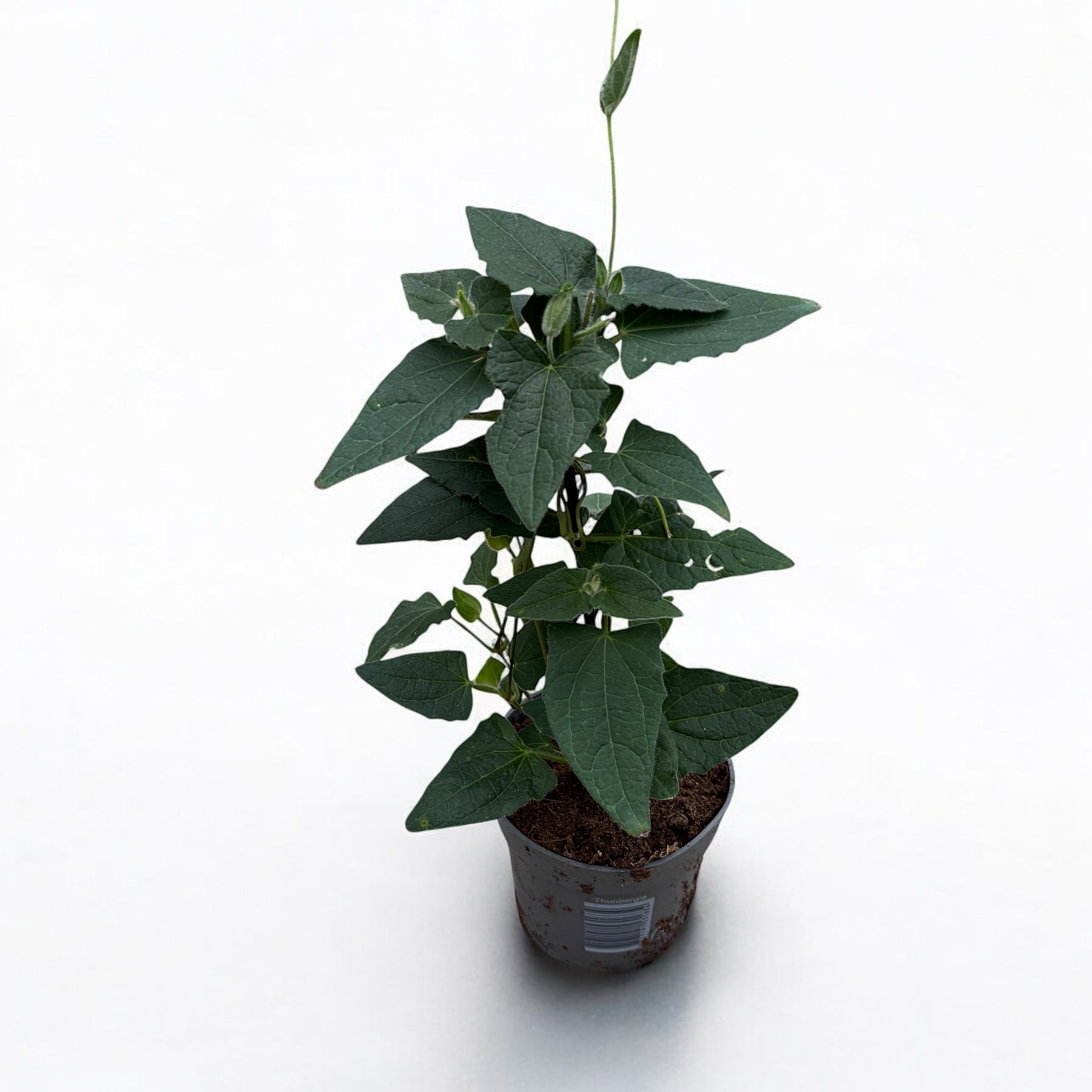 Thunbergia alata ‘Orange Eye’ (Suzana cu ochi negri)