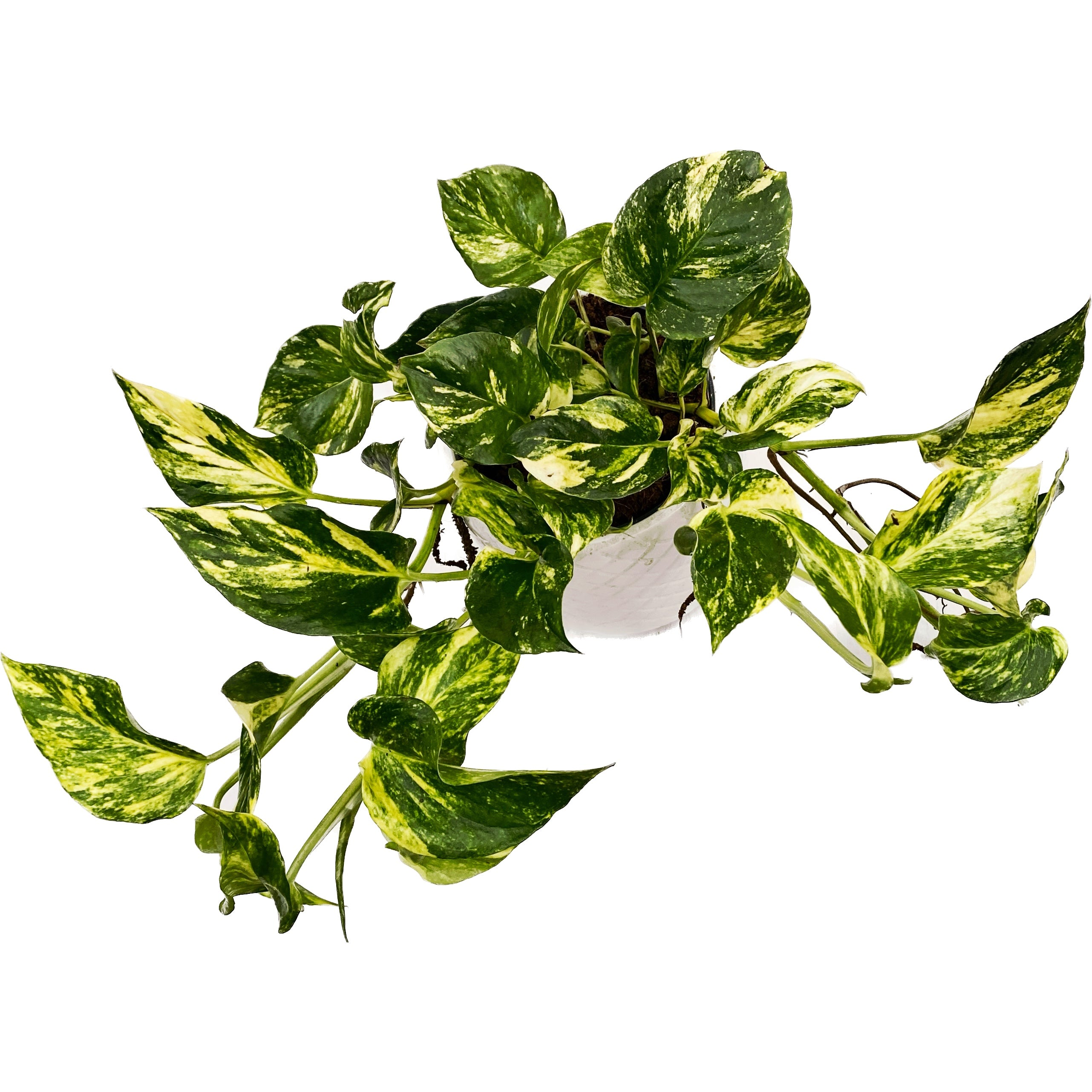 Epipremnum 'N'Joy Gold' 3-4 plante/ghiveci