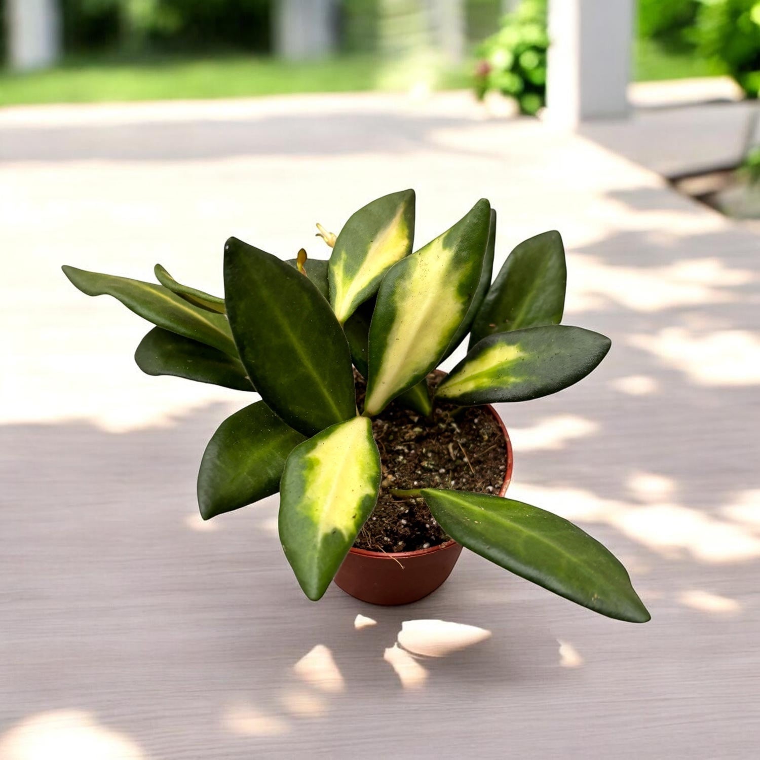 Hoya sp. aff. burtoniae 'Variegata' D6 - 2 plantas/maceta