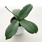 Hoya erythrina D6