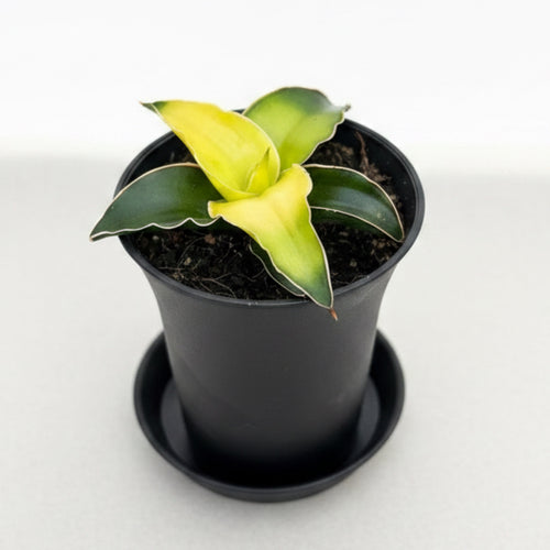 star canary sansevieria Sansevieria 'Star Canary' D7 – Secret Garden Plant Shop