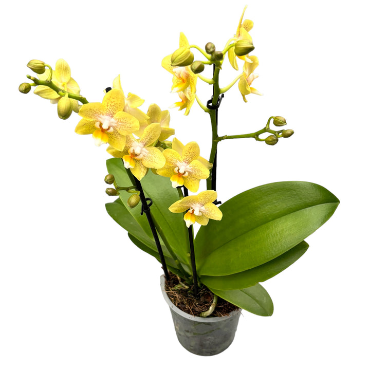 Phalaenopsis Summer - flori parfumate