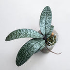 Phalaenopsis schilleriana - flores perfumadas (ejemplares XL)