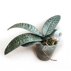 Phalaenopsis schilleriana - flores perfumadas (ejemplares XL)