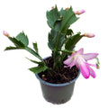 Schlumbergera ‘Thor Eliza’ (Craciunita roz) 2pp