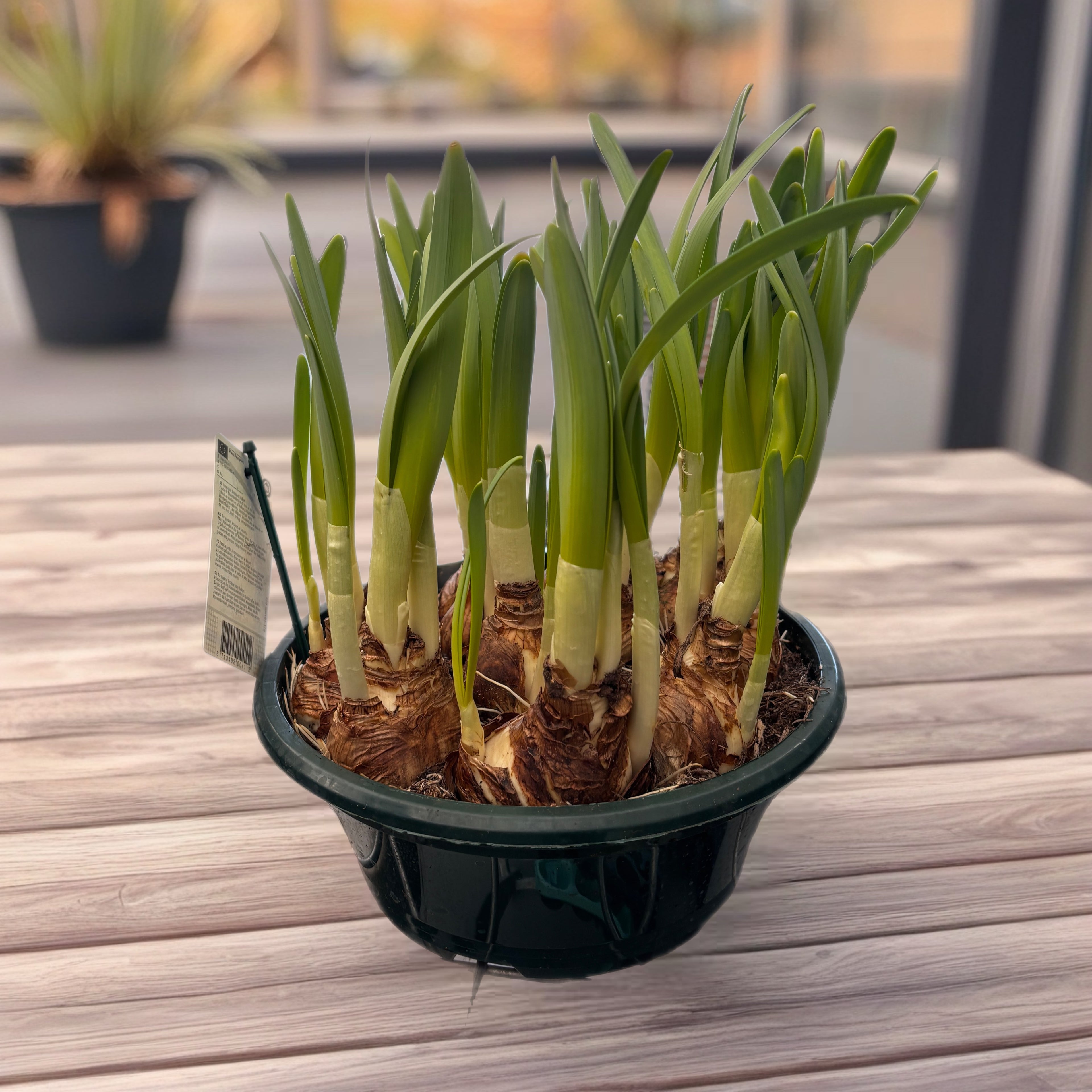 Narcissus ‘Sweet Desire’ - narcisa cu floarea dubla