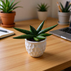 Sansevieria ‘Helios’ D5