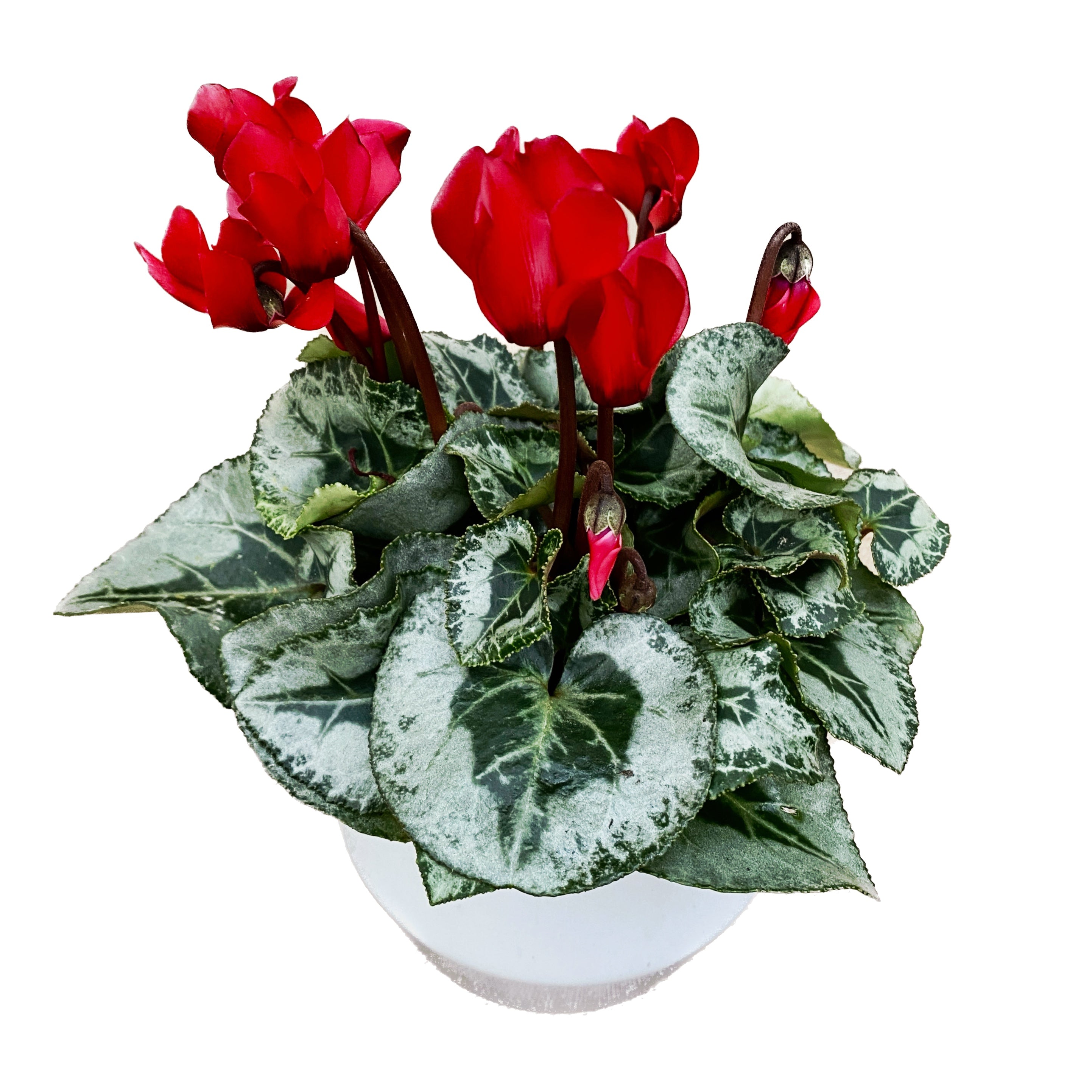 Cyclamen Silverado