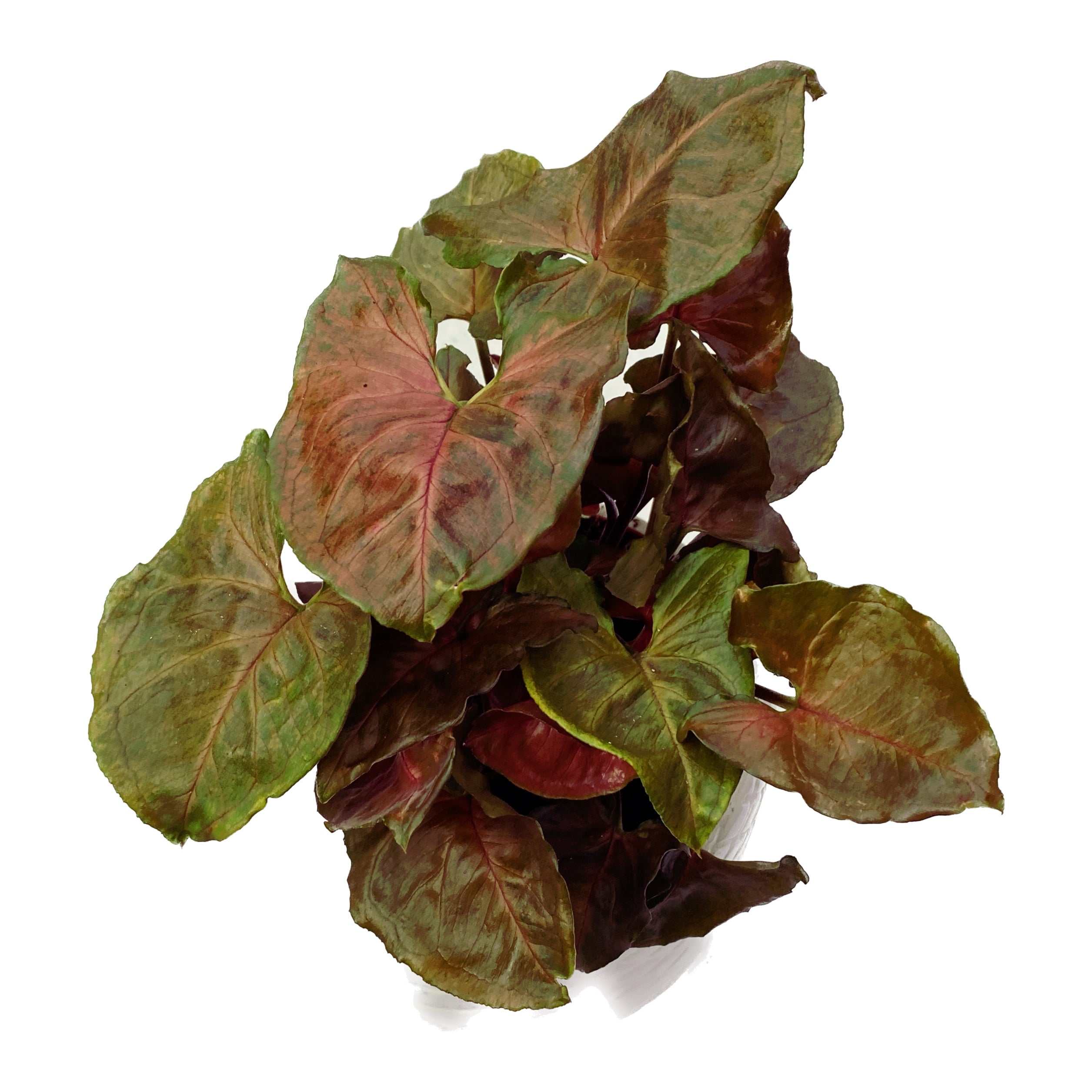 Syngonium 'Maria Brocante'