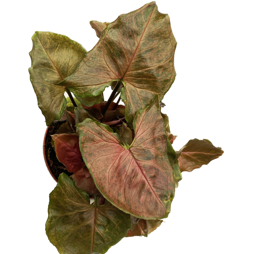 Syngonium 'Maria Brocante'