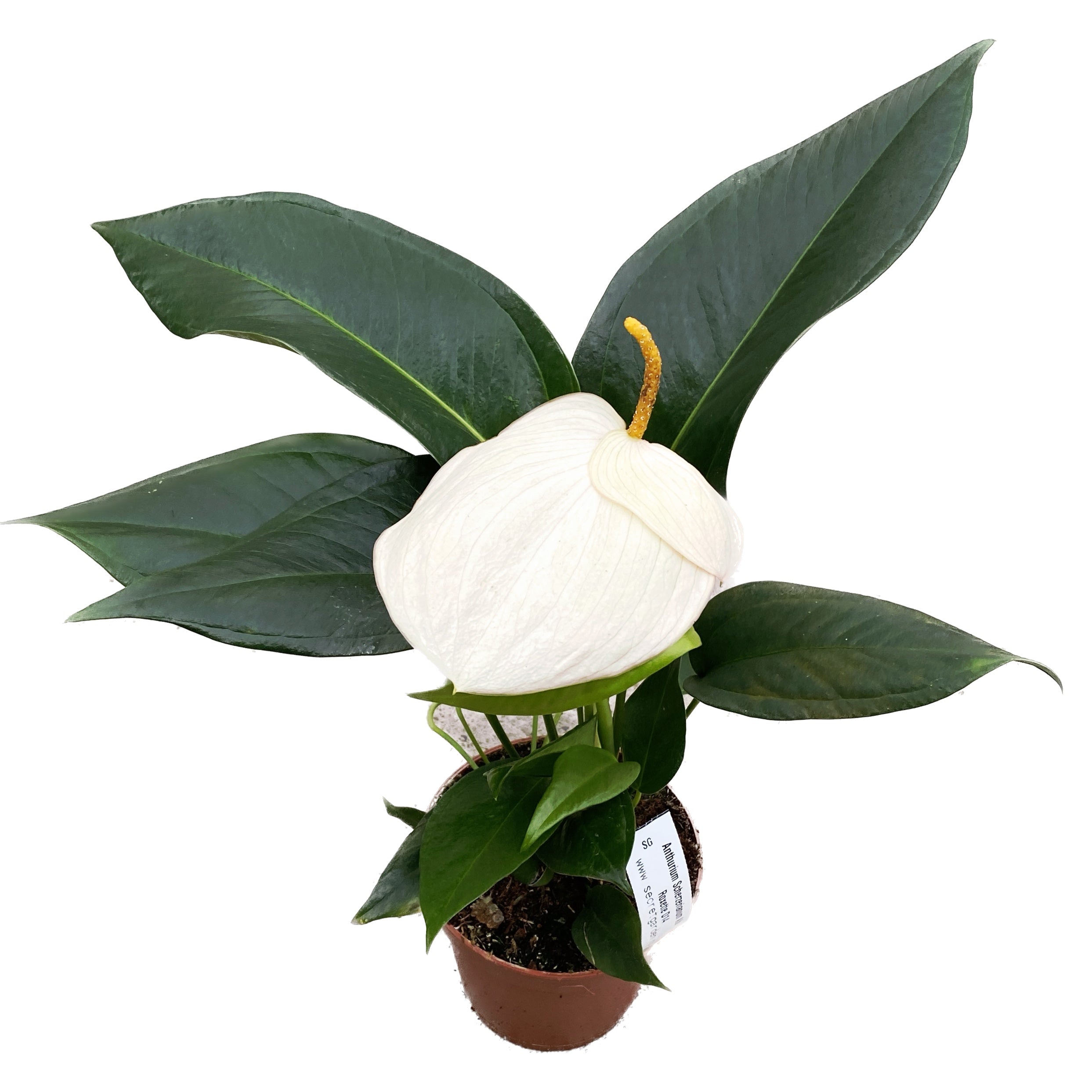 anthurium scherzerianum cuidados Anthurium Scherzerianum Roxette D14 – Secret Garden Plant Shop