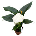 Anthurium Scherzerianum Roxette D14