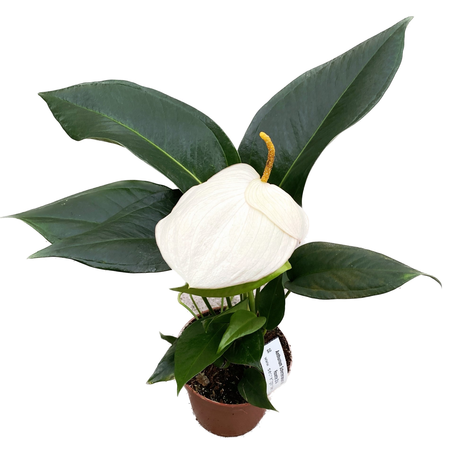 anthurium roxette Anthurium Scherzerianum Roxette D14 – Secret Garden Plant Shop