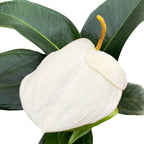 Anthurium Scherzerianum Roxette D14