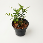 Murraya paniculata (Orange Jasmin) D12 - flori intens parfumate