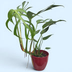 Monstera 'Burle Marx Flame'