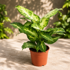 Dieffenbachia 'Mars' - Feng Shui plant with elegant foliage and vigorous growth