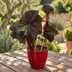 Begonia ‘Dark Side of the Moon’ - σπάνια μπεγόνια