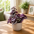 Tradescantia zebrina « Purple Passion » - plante retombante à feuillage violet