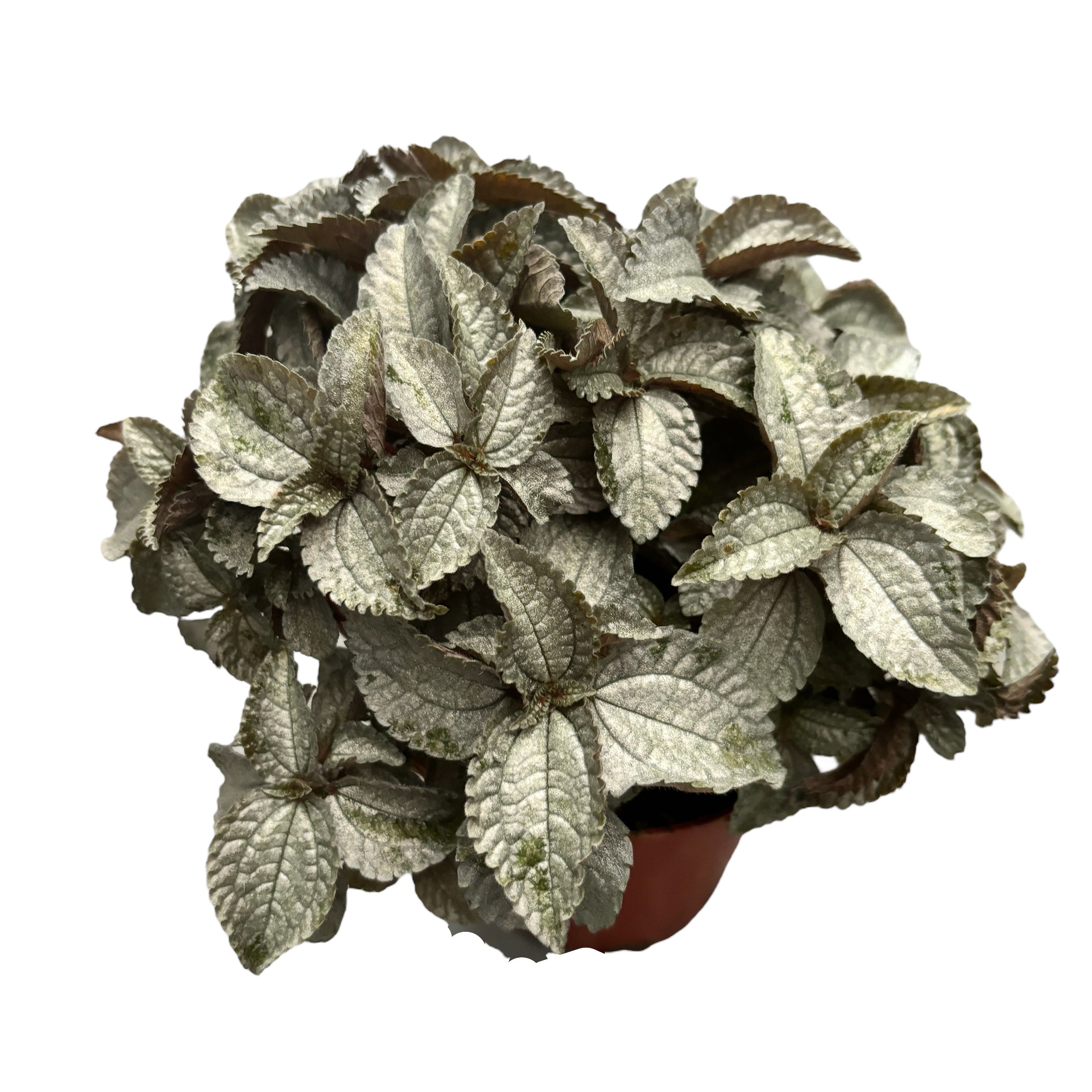 Pilea pubescens 'Silver Cloud'