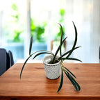 Hoya shepherdii (flori parfumate)