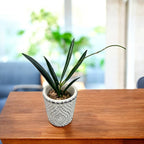 Hoya shepherdii (flori parfumate)