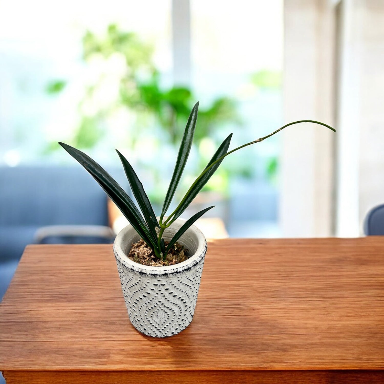 Hoya shepherdii (flori parfumate)