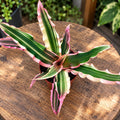 Cryptanthus bivittatus ‘Rózsaszín csillagfény’