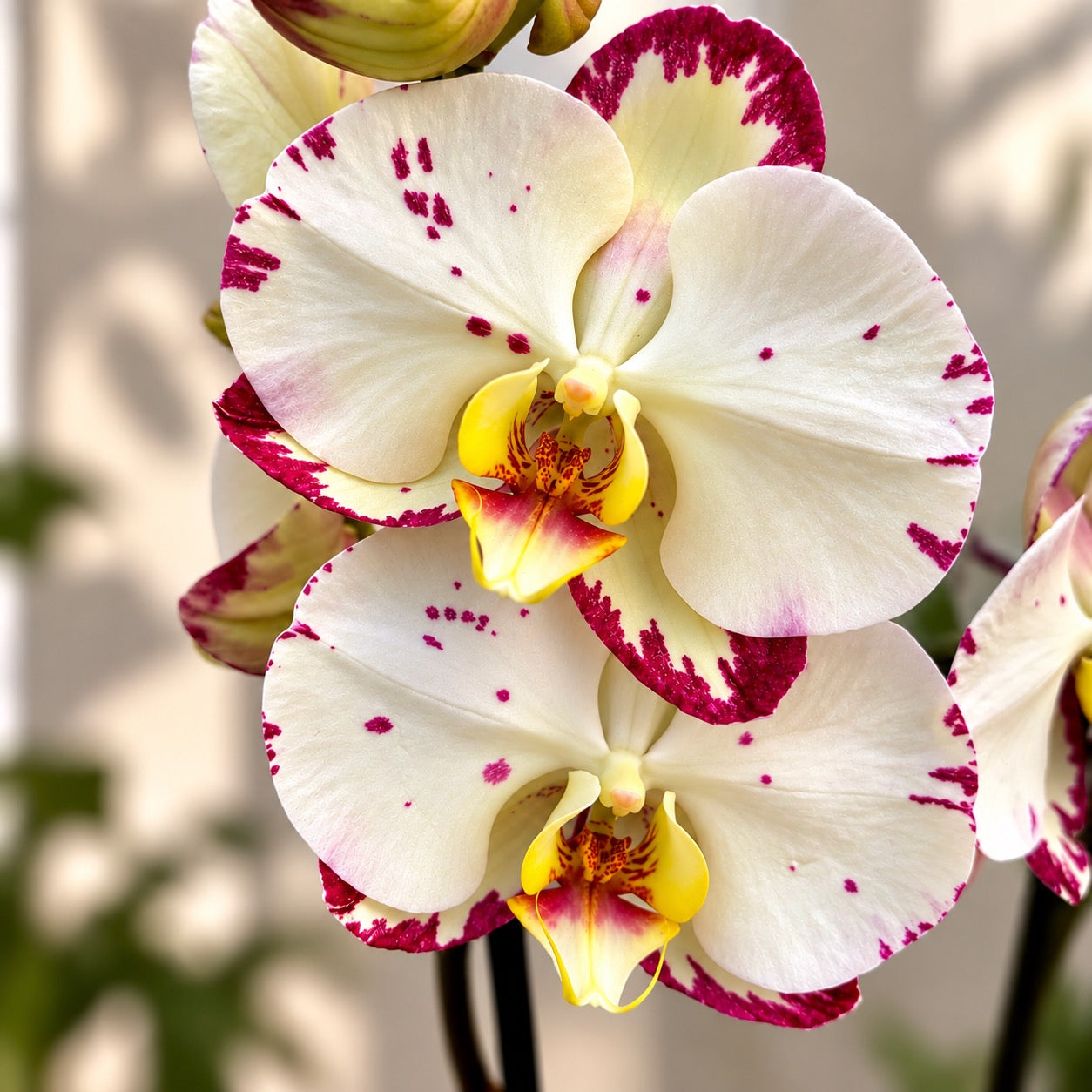 Phalaenopsis Lemon Beauty – Secret Garden Plant Shop