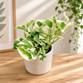 Epipremnum (Scindapsus) aureum 'N'joy'