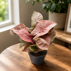 Syngonium ‘Red Heart’ - baby plant