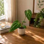 Anthurium magnificum (Babypflanze - juvenile Form)