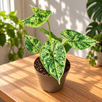 Alocasia 'Dragon Scale Mint' Variegata - spectacular variegation