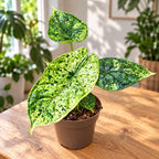 Alocasia 'Dragon Scale Mint' Variegata - spectacular variegation