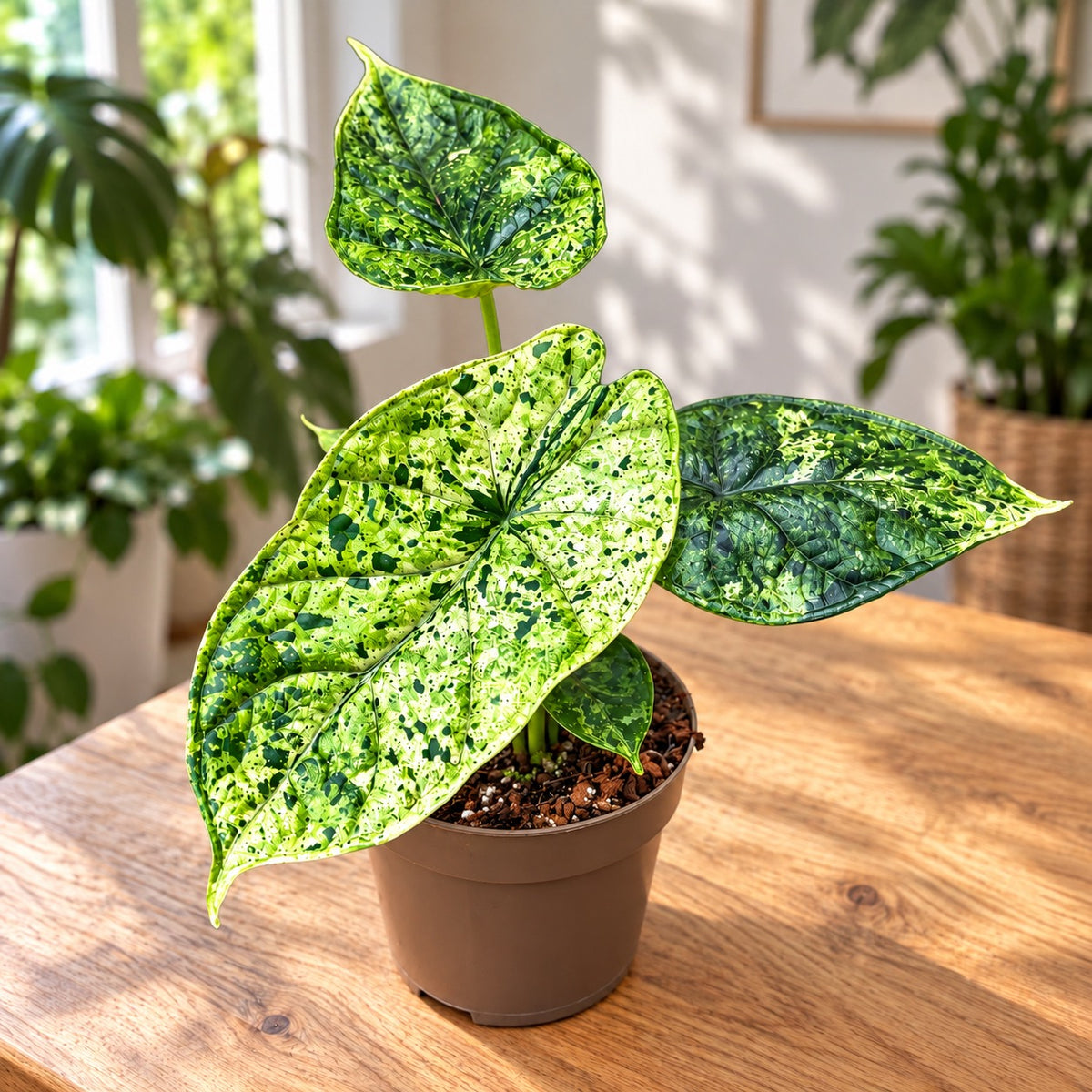 Alocasia 'Dragon Scale Mint' Variegata - spectacular variegation