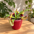 Vleesetende plant Nepenthes Albomarginata
