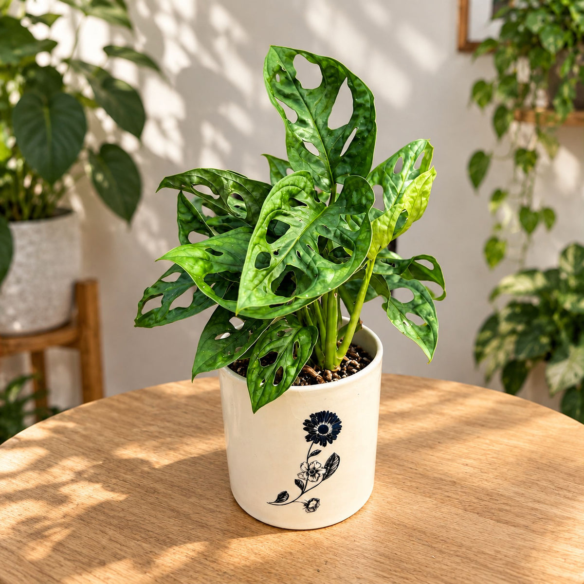 Monstera Adansonii (Philodendron Monkey Mask) D9