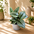 Scindapsus treubii ‘Moonlight’ – élégance argentée pour tout intérieur