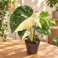 Monstera deliciosa 'Thai Constellation' halvemaan