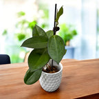 Hoya 'Incensis' (Hoya cv. patcharawalai 023) - flori parfumate, exemplare dezvoltate