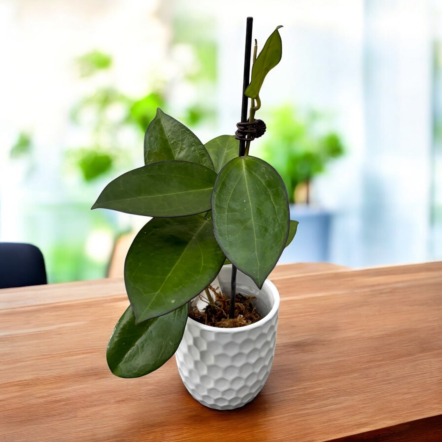 Hoya 'Incensis' (Hoya cv. patcharawalai 023) - flori parfumate, exemplare dezvoltate